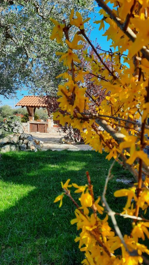 La Rosa Dei Trulli B&B Αλμπερομπέλο Εξωτερικό φωτογραφία