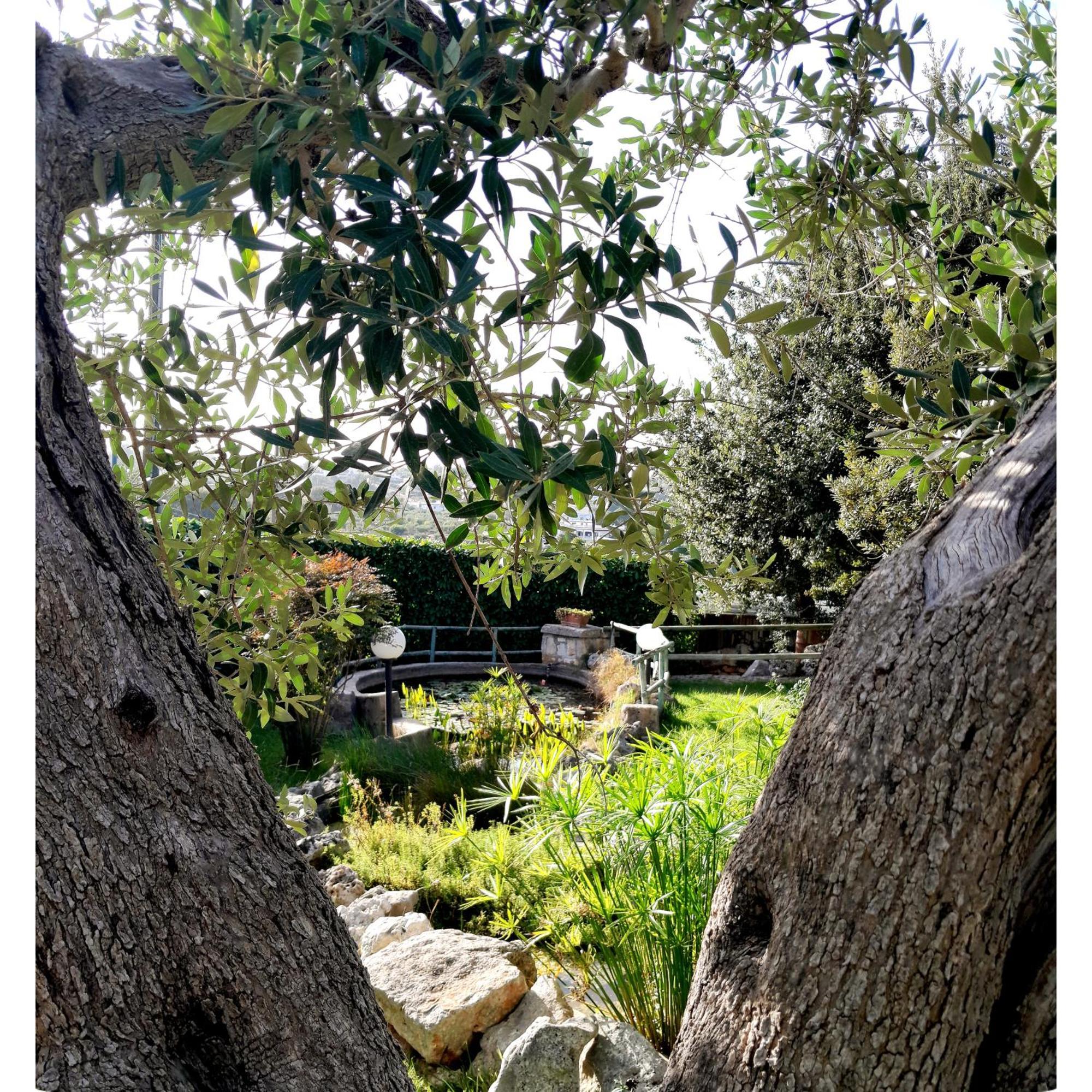 La Rosa Dei Trulli B&B Αλμπερομπέλο Εξωτερικό φωτογραφία