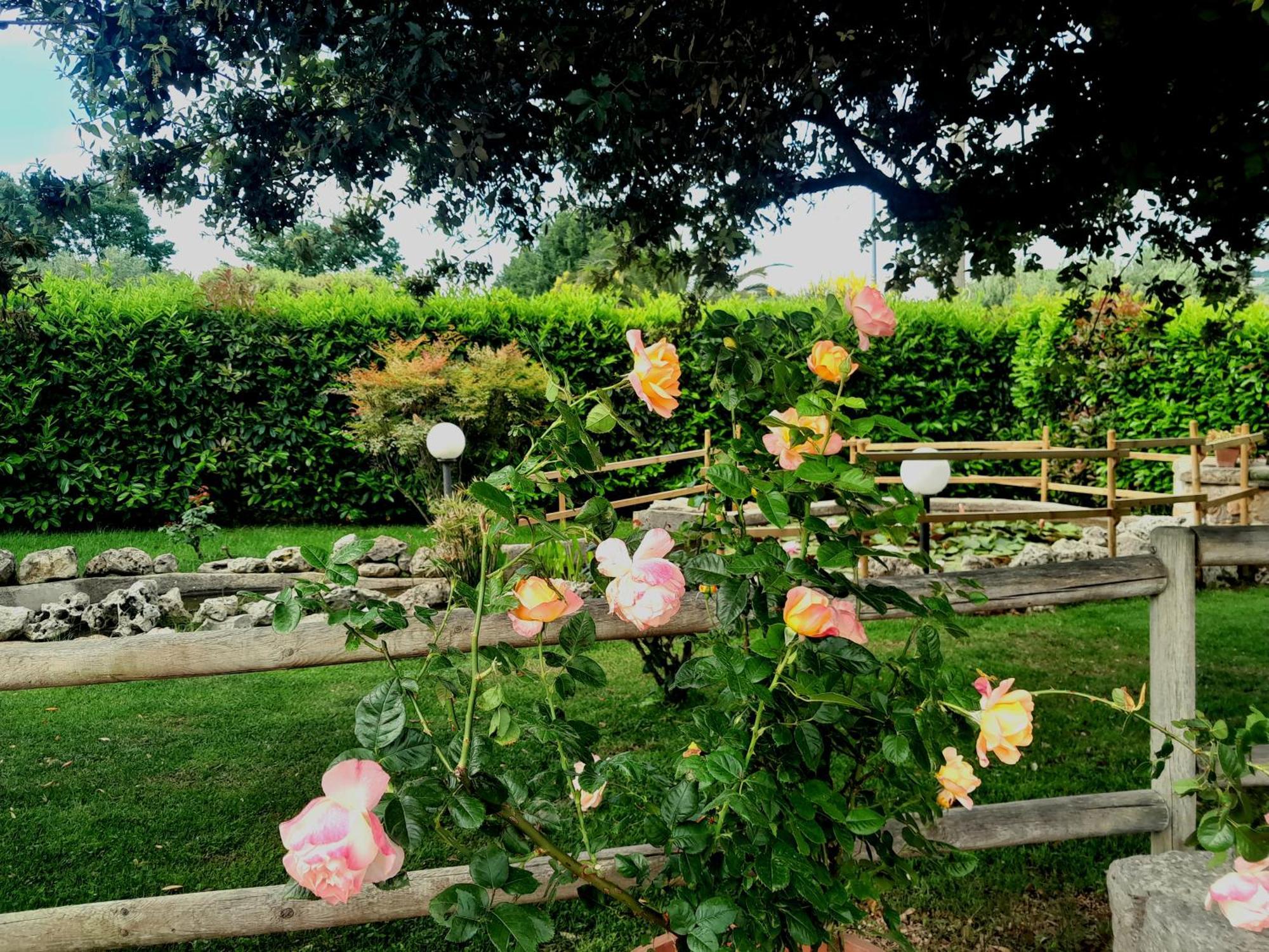 La Rosa Dei Trulli B&B Αλμπερομπέλο Εξωτερικό φωτογραφία