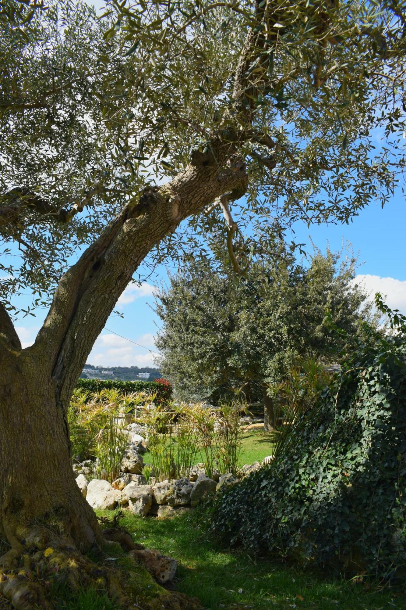 La Rosa Dei Trulli B&B Αλμπερομπέλο Εξωτερικό φωτογραφία